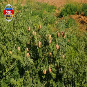 Şanlıurfalılar uzmanlara seslendi! "Bu mucizeyi araştırın!"