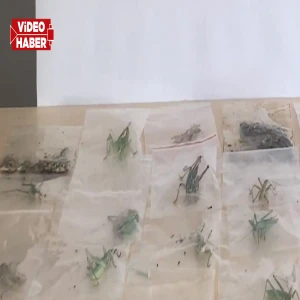 Şanlıurfa'nın komşu ilinde akılalmaz olay: 135 çekirgeye 2 milyon lira ceza!