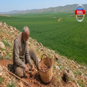 Şanlıurfa’da bahar yağmurlarından sonra yerin altından çıkıyor! Bulanlara servet kazandırıyor