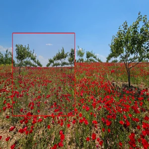 Şanlıurfa'yı kırmızıya boyadılar: Bu çiçeklerin hikayesi güzelliğinden çok daha çarpıcı!