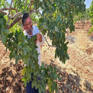 Şanlıurfa’dan Bakan Yumaklı’ya çağrı! “Bu yıl da üreticinin yüzü gülmeyecek”
