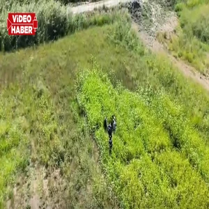 Şanlıurfa’da film gibi operasyon! 5,5 milyonluk vurgun yaptılar: Mısır tarlasında yakalandılar