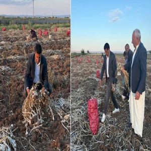 Şanlıurfalı çiftçinin yüzünü güldüren hasat: Sarımsak…