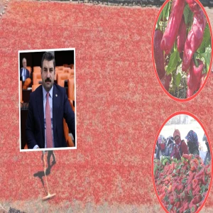 Şanlıurfa’nın meşhur lezzetinde hasat vakti! “Şanlıurfa’dan dünyaya…”