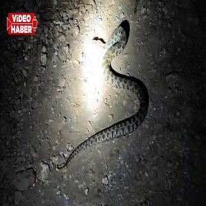 Şanlıurfa’da kış uykusu öncesi görüldü!