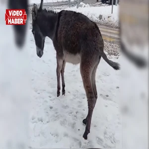 Şanlıurfa’da tepki toplayan iddia! Eşeğe kasıtlı müdahale