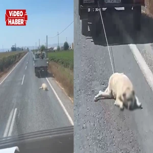 Şanlıurfa’da vicdanları yaralayan görüntü! İple bağlayıp yolda sürüklediler