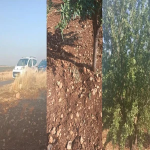 Şanlıurfa’da üreticinin emeğini çaldılar! Onlarca ağacı talan ettiler