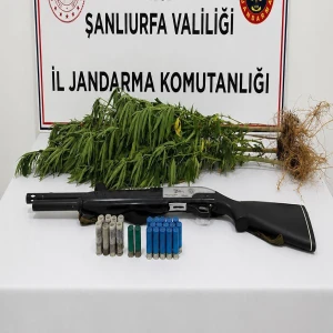 Şanlıurfa’nın ilçesinde jandarma baskını! Adresinden tüfek de çıktı