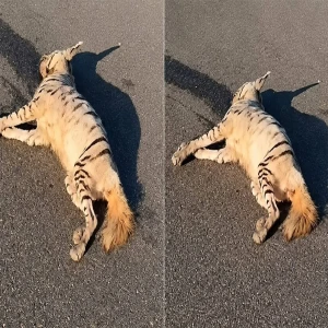 Şanlıurfa'da çizgili sırtlan ölü bulundu