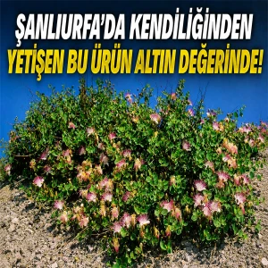 Su istemiyor, bakım istemiyor, paraya dönüşüyor! Şanlıurfa'nın burnunun ucundaki büyük hazine