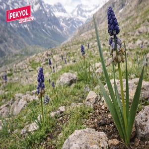 Şanlıurfa’nın “yalancı sümbülü” çiçek açtı! Sadece Şanlıurfa ve çevresinde yetişiyor