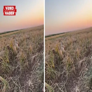Şanlıurfa’da acı tablo: Çiftçi emeğini hayvanlara yediriyor!