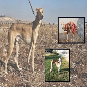 Şanlıurfa kırsalında nefes kesen kovalamaca! 3 tazı 1 tavşanın peşinde