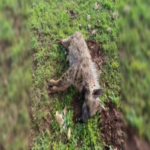 Şanlıurfa’da köpeklerin saldırdığı sırtlan telef oldu!