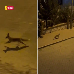 Görenler gözlerine inanamadı! Şanlıurfa'nın göbeğinde yiyecek ararken görüntülendi