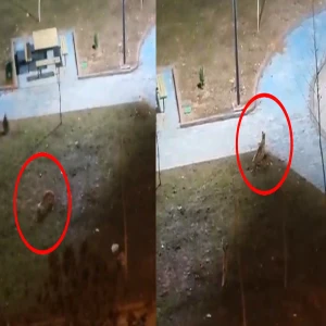 Şanlıurfa’da bir parkta yiyecek ararken görüntülendi! İzleyenleri hayrete düşürdü