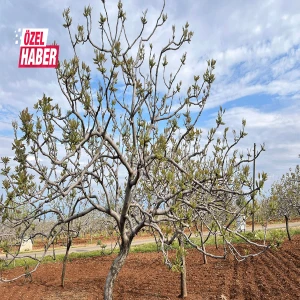 Urfa fıstığında kader ayı! Verimin şifresi bu adımlarda gizli