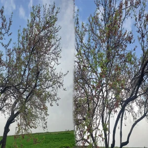 Viranşehir’de baharın habercisi çiçek açtı! Görenlerr adeta büyülendi