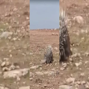 Görenleri hayrete düşürdü! Şanlıurfa'da nadir görülüyor...