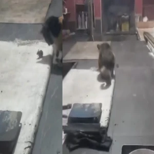 Şanlıurfa'da ekmek fırınında kedi fare oyunu! Mide bulandıran anlar kamerada...