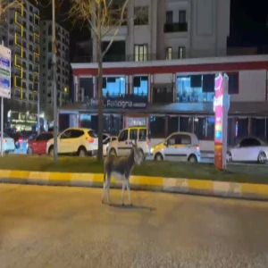 Bir eşek Şanlıurfa trafiğini birbirine kattı!