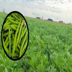 Harran Ovası'nda bereketli hasat: Baharın habercisi, faydası saymakla bitmiyor