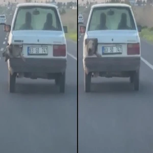 Şanlıurfa trafiğinde ilginç anlar: Bir araç, araç farında bir köpek!