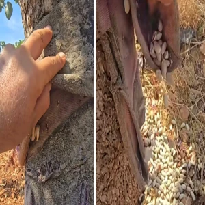 Böyle stokçuluk görülmedi... Ağlatmadı, güldürdü