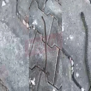 Şanlıurfa'da apartman sakinleri tedirgin: Yavrusu burada annesi nerede?