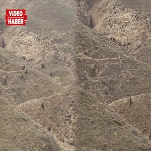 Birecik kırsalında sürü halinde görüntülendi! Vatandaşlar şaşkınlıkla izledi