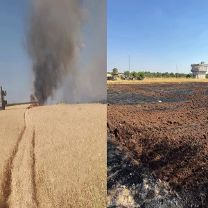 Şanlıurfa’da buğday tarlasını alevler sardı! 15 dönüm alan küle döndü