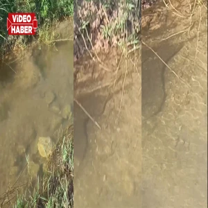 Şanlıurfa’da dere kenarında beklenmedik karşılaşma!