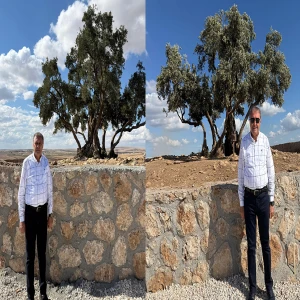 Şanlıurfa'da 13 asırlık zeytin ağacı ziyarete açılacak