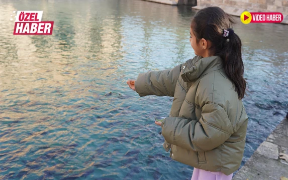 Önce yem atıyorlar, sonra fısıldıyorlar: Dileği olan Balıklıgöl’e akın ediyor!