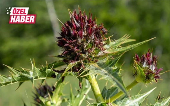 Şanlıurfa’da Karacadağ eteklerinde hayat bulan doğa mucizesi: Kenger