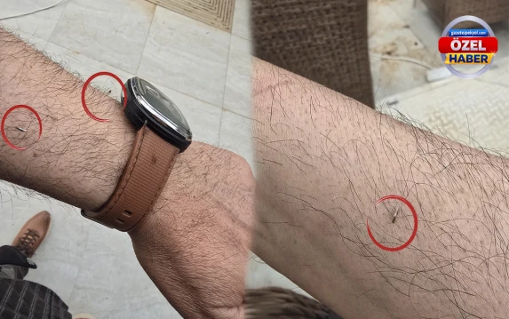 Şanlıurfa’yı adeta istila ettiler! Larva dönemi geçmesine rağmen hala ilaçlama yok