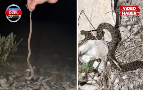 Şanlıurfa'da doğaseverler dalgaların yuttuğu yavru yılanları kurtardı