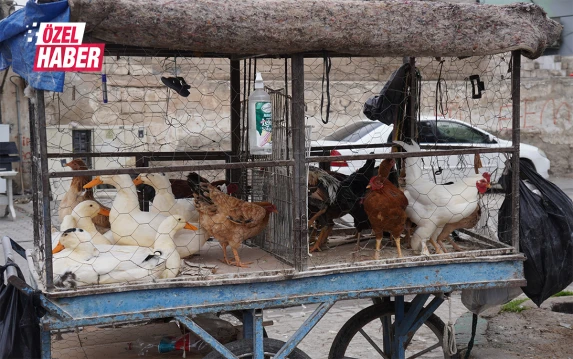 Şanlıurfa’da vatandaş çareyi canlı tavukta buldu!