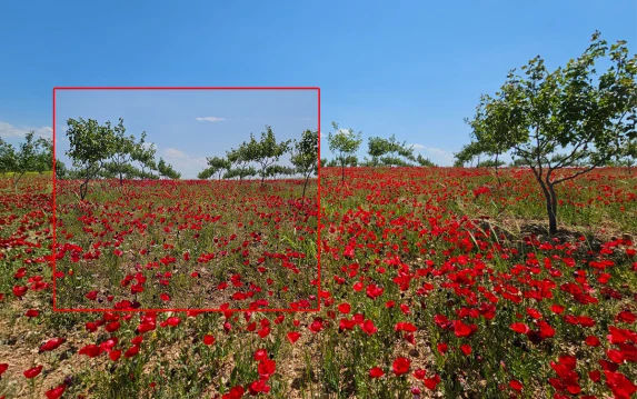 Şanlıurfa'yı kırmızıya boyadılar: Bu çiçeklerin hikayesi güzelliğinden çok daha çarpıcı!