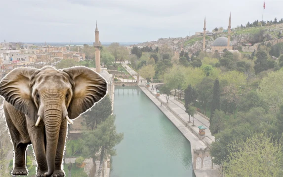 Urfa’da filler yaşıyormuş!
