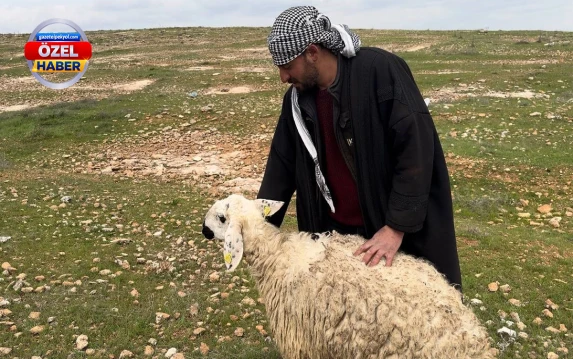 Boyu, posu ve süt verimiyle şaşırtıyor: Urfa’nın bu koyun diğerlerine hiç benzemiyor
