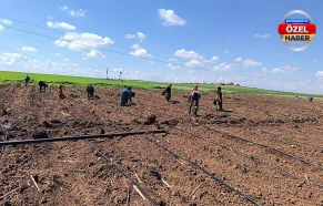 Harran Ovasında ekim zamanı! Üreticiler kolları sıvadı