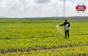 Şanlıurfa’da etkili yağış çiftçiyi eski usule yöneltti! Elle serptiler