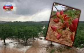 Şanlıurfa’da dolu fıstığı biçti! Dalda kalan bile zarar gördü