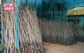 Şanlıurfa’nın ‘yeşil altını’ için mesai başladı! Binlerce ailenin geçim kaynağı…