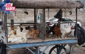 Şanlıurfa’da vatandaş çareyi canlı tavukta buldu!