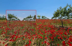 Şanlıurfa'yı kırmızıya boyadılar: Bu çiçeklerin hikayesi güzelliğinden çok daha çarpıcı!