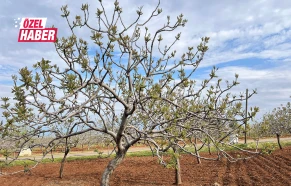 Urfa fıstığında kader ayı! Verimin şifresi bu adımlarda gizli