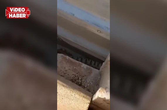 Dünyanın en zehirli türlerinden!